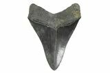 Serrated, Fossil Megalodon Tooth - South Carolina #356835-1